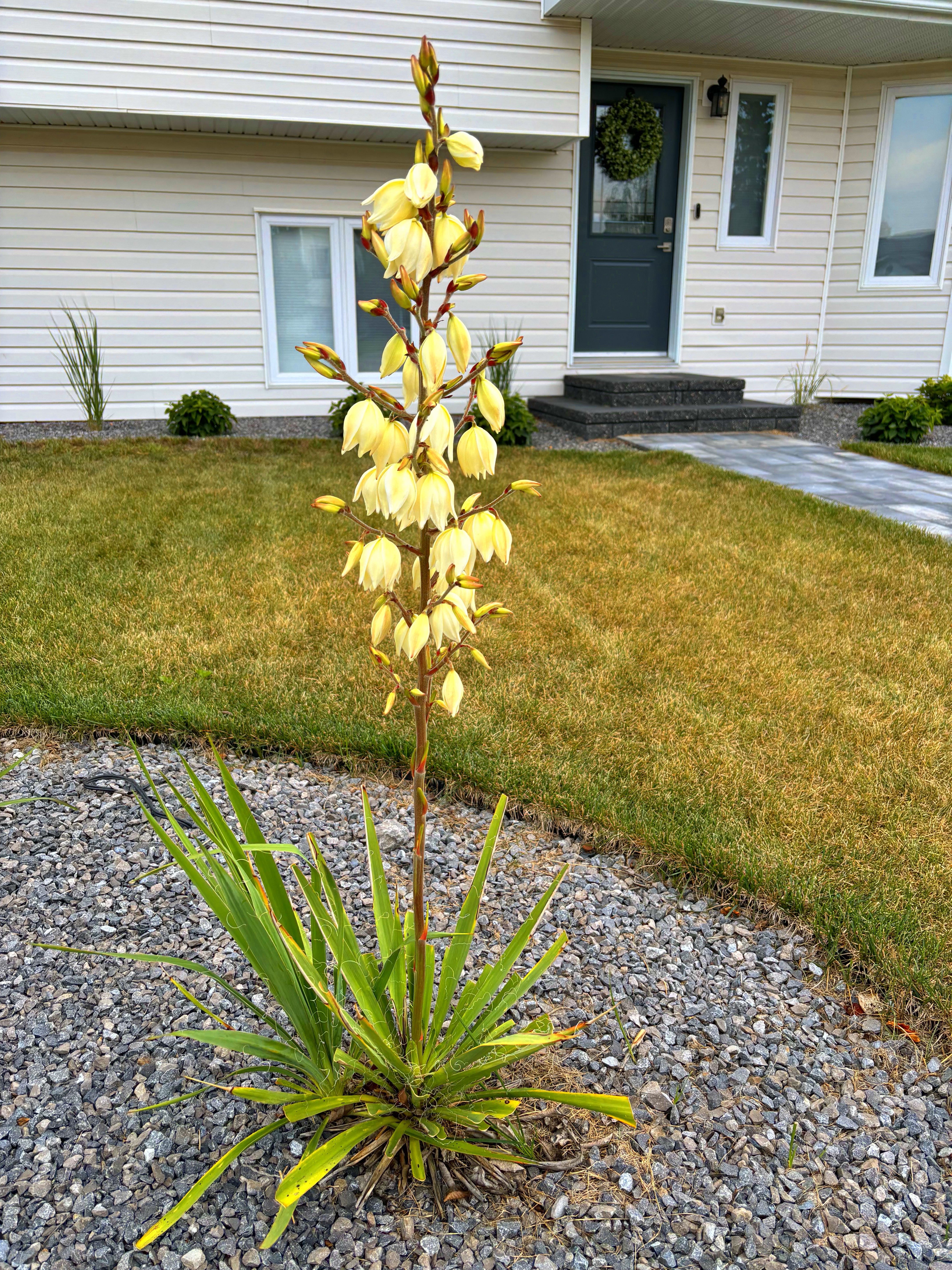 Yucca Filamentosa  *July Crop*