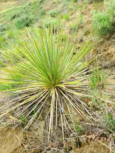 Yucca Glauca *July Crop*
