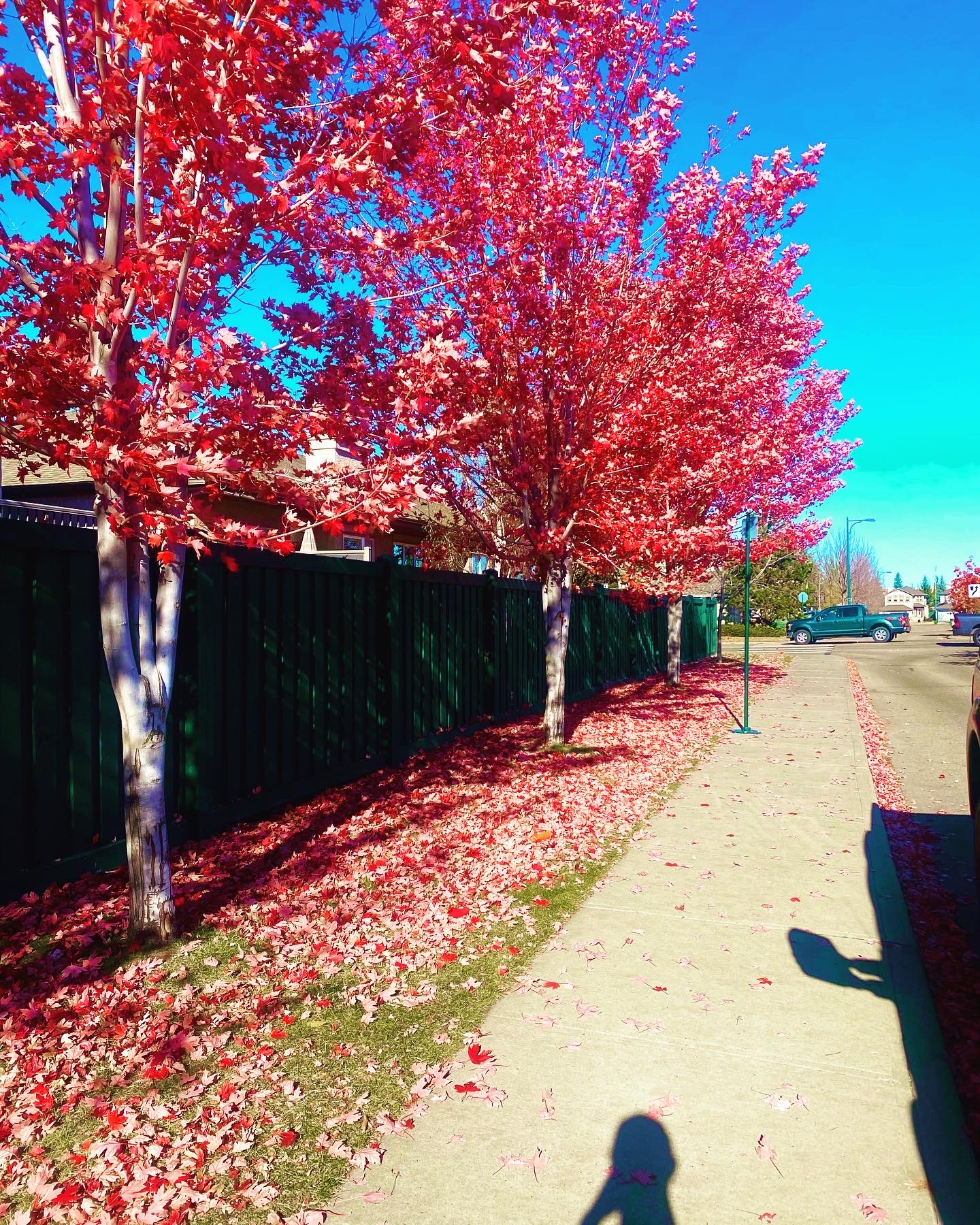 Maple - Autumn Blaze