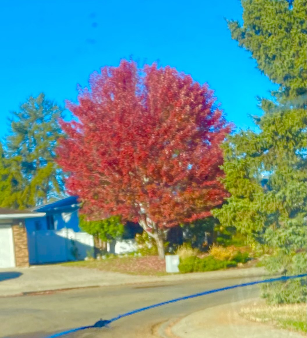 Maple - Autumn Blaze