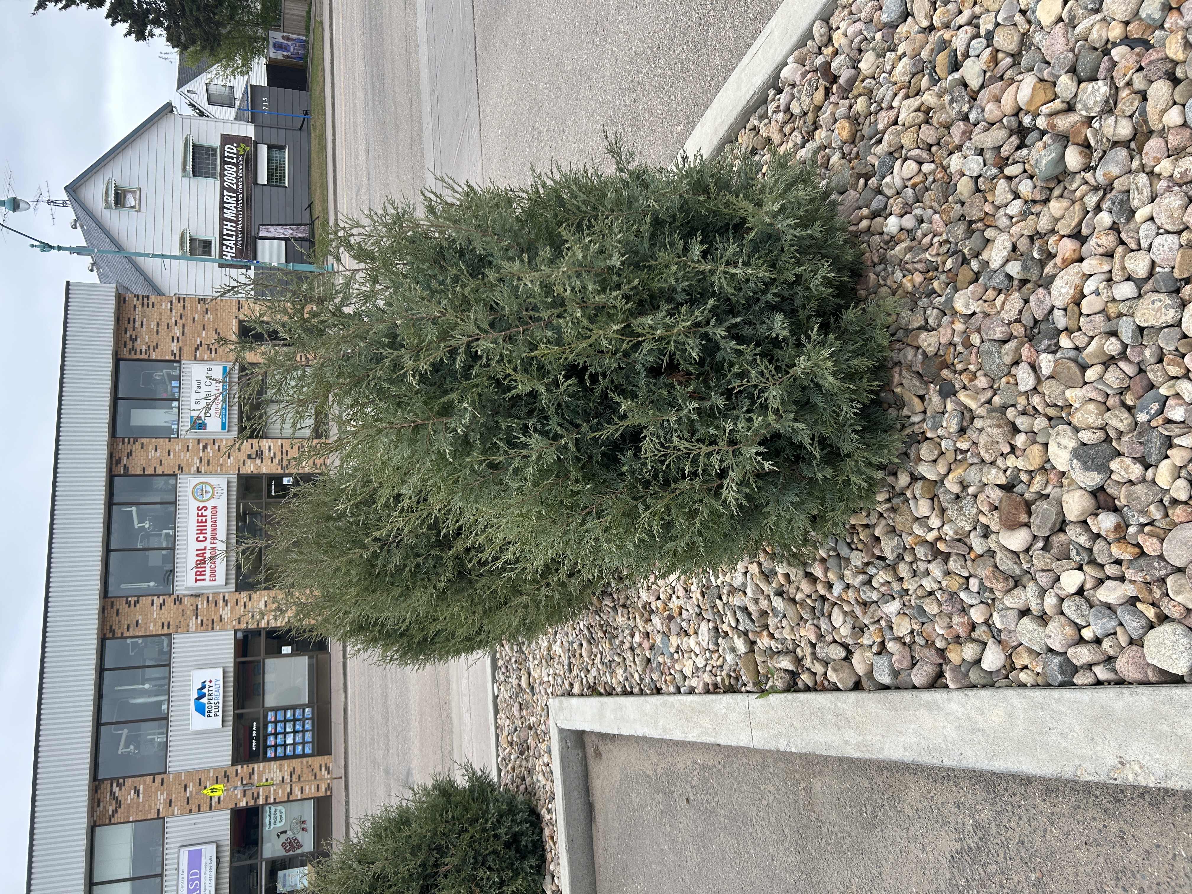 Juniper (Upright) - Moonglow