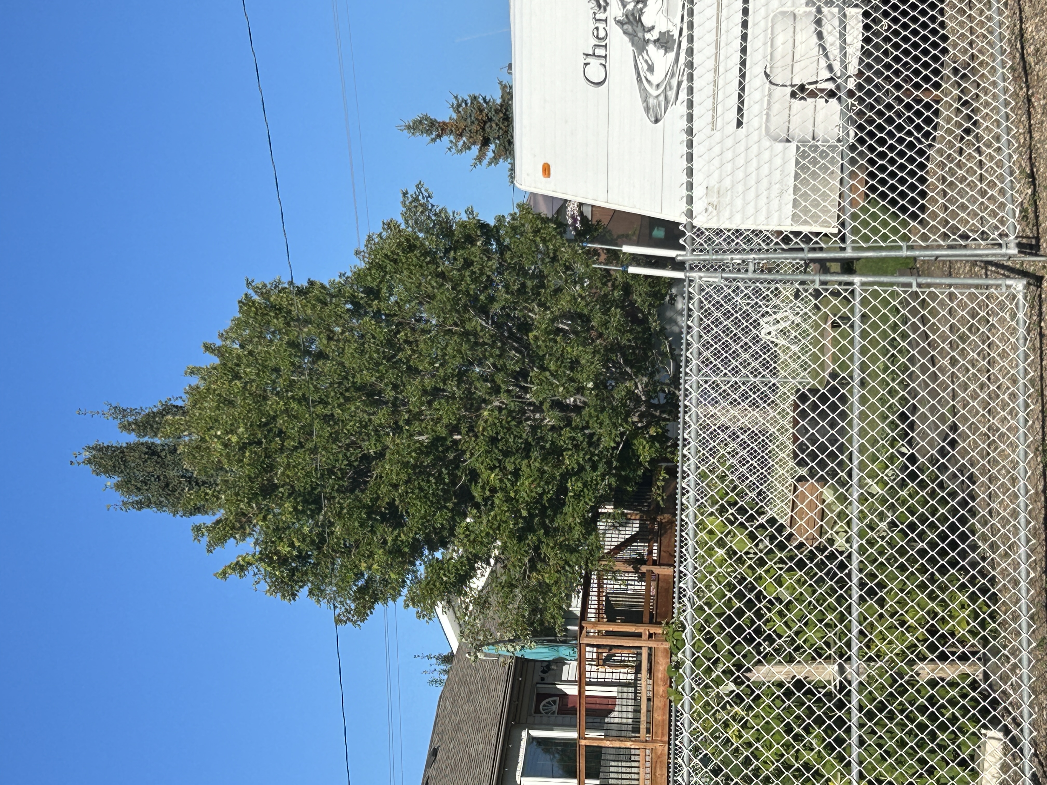 Maple - Autumn Blaze