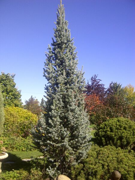 Spruce - Columnar Blue