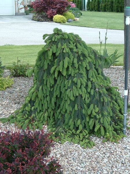 Spruce - Weeping Norway