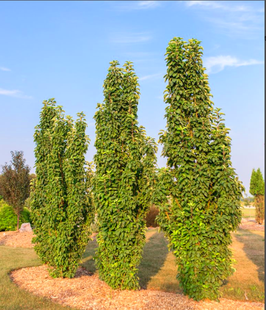 Crabapple - Green Wall