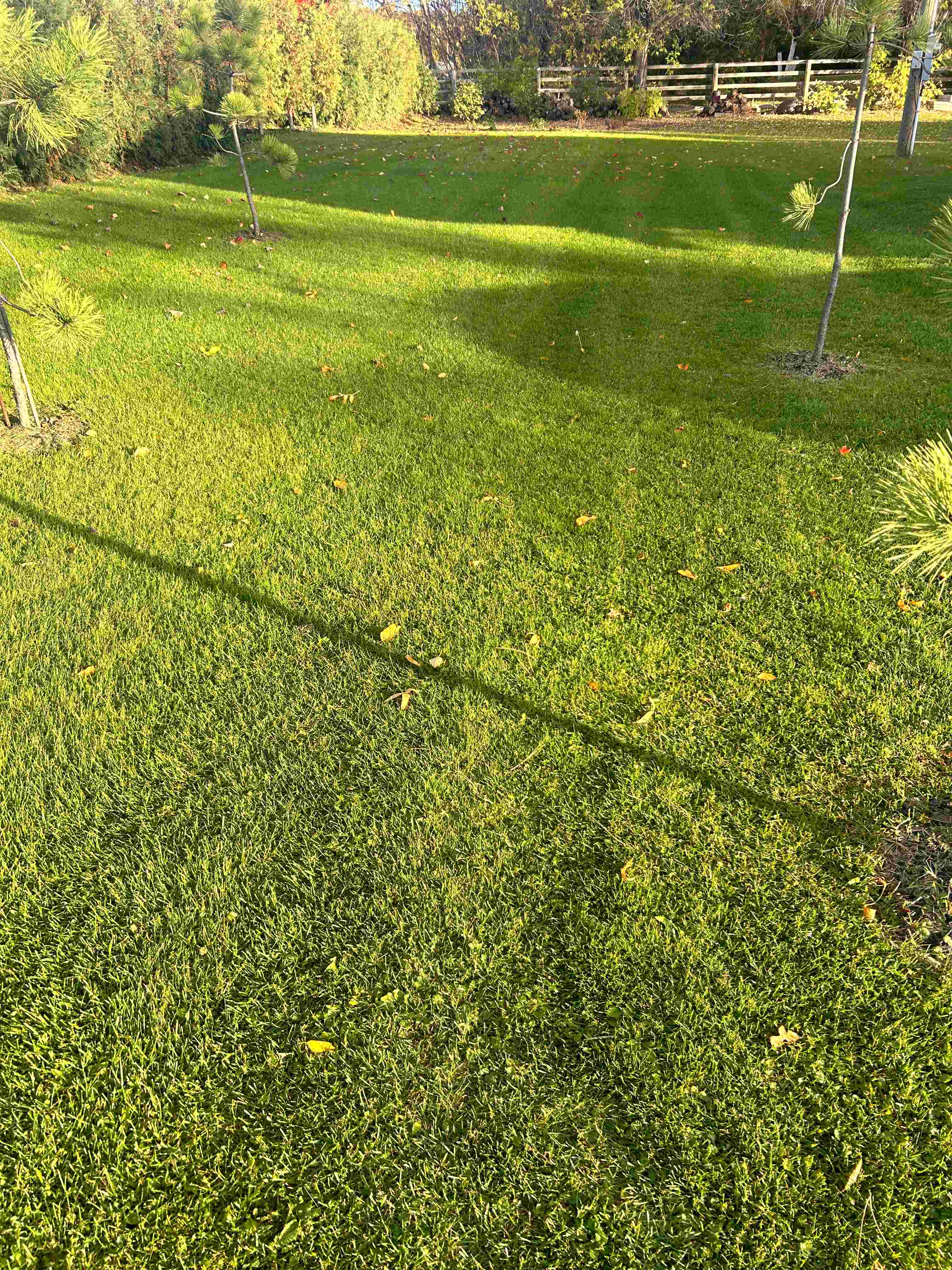 Neptune's Harvest Fish Fertilizer