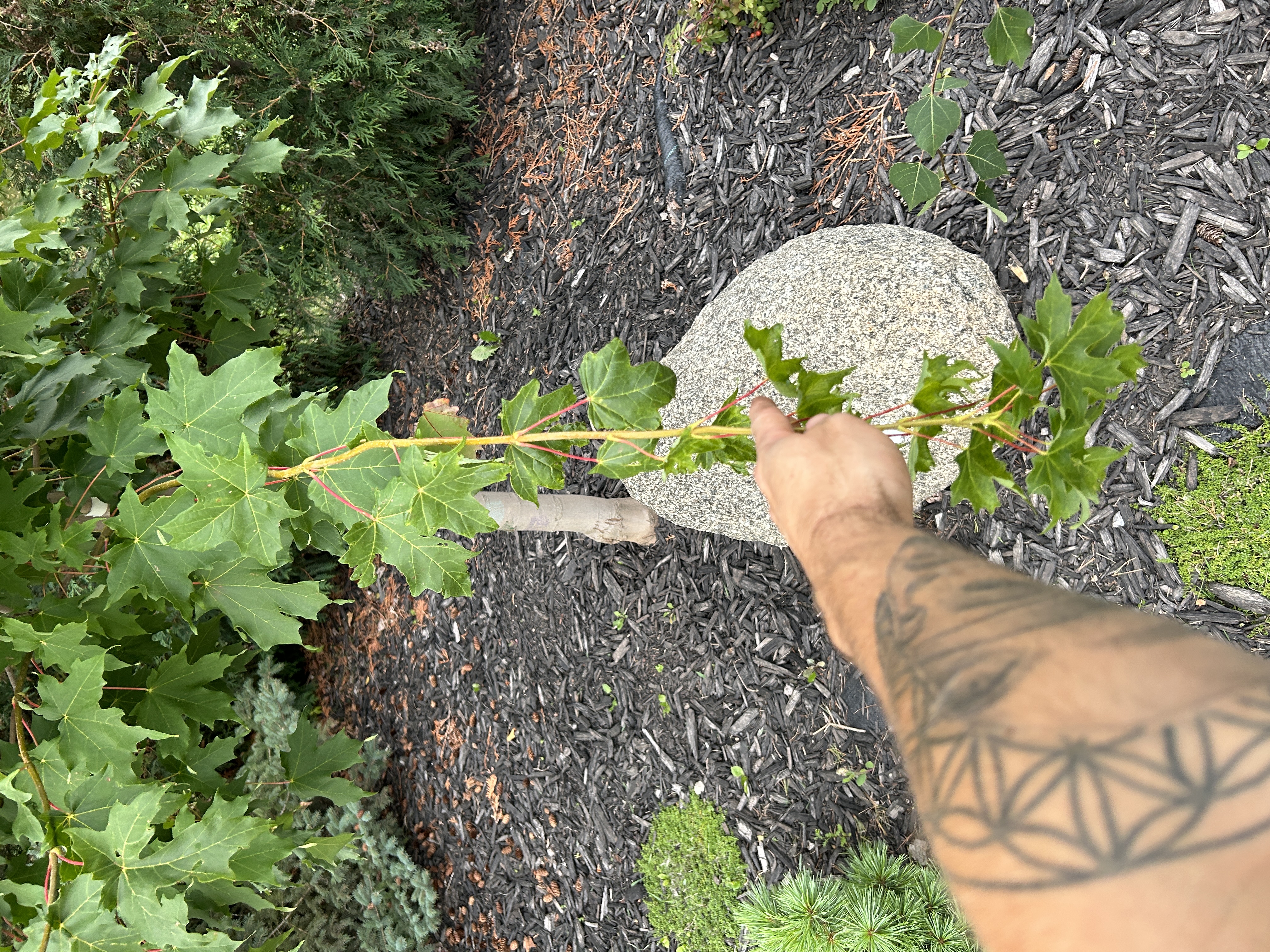 Neptune's Harvest Fish Fertilizer