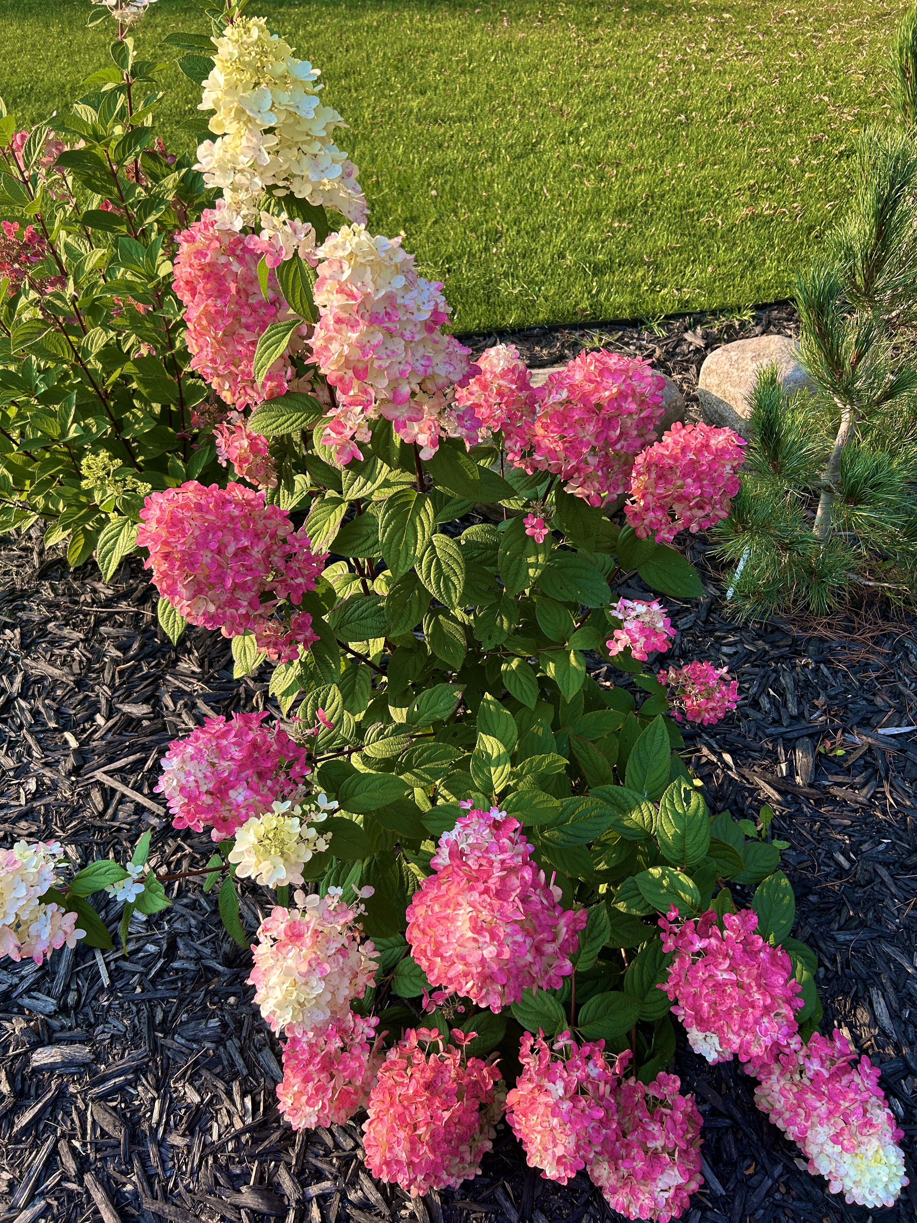 Neptune's Harvest Fish Fertilizer