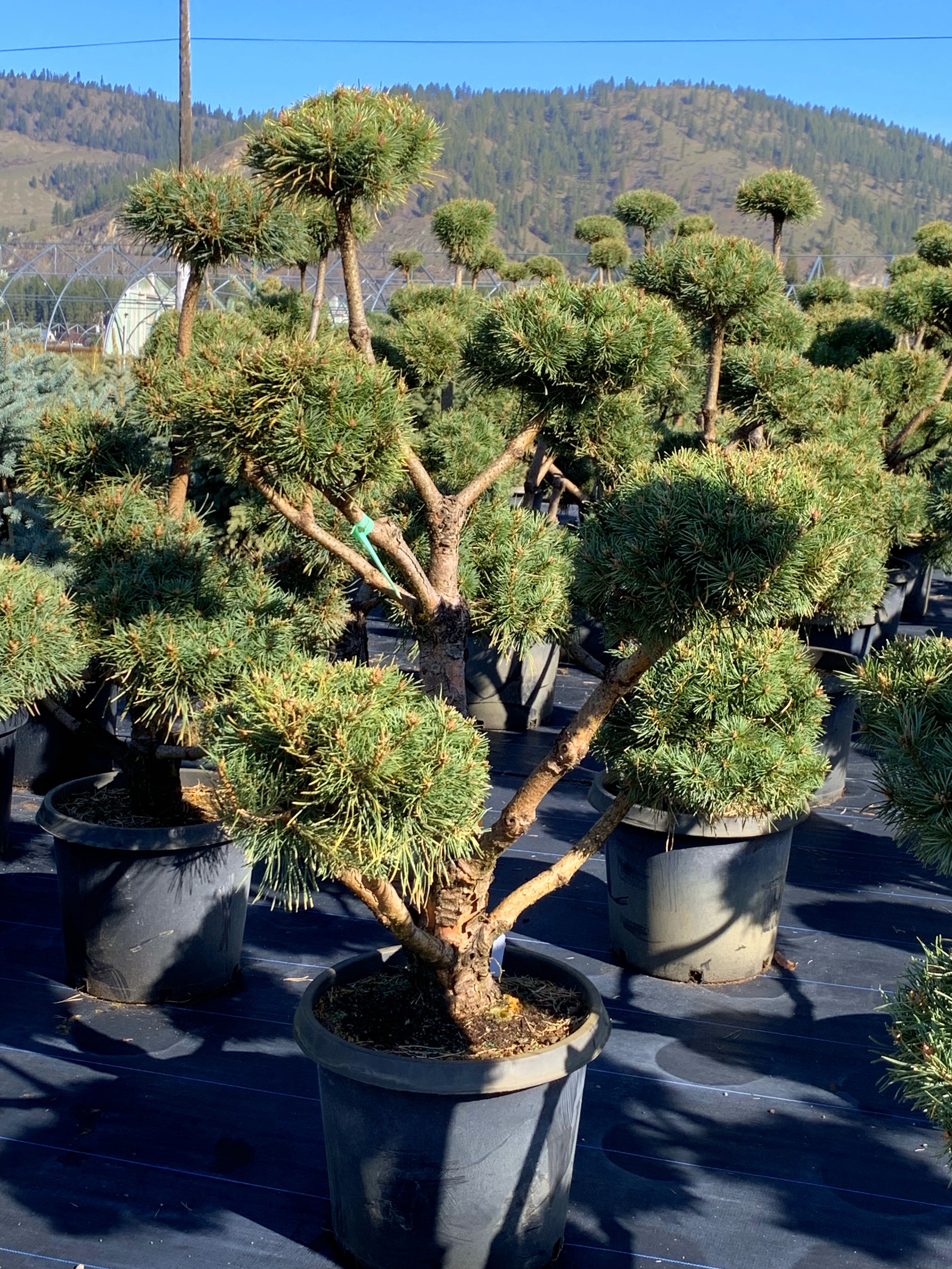 Pine - Topiary Pom Pom 'Waters'