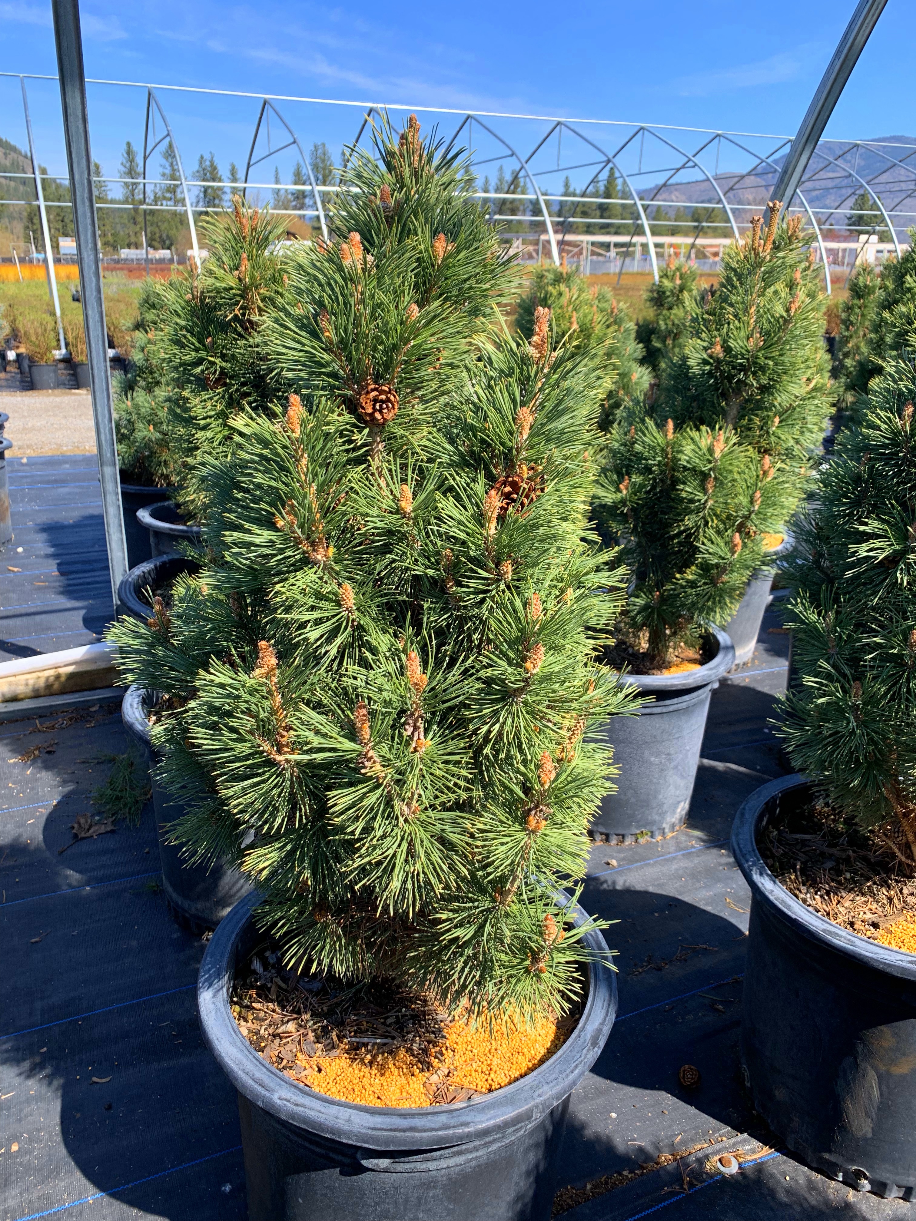 Pine - Columnar Mugo