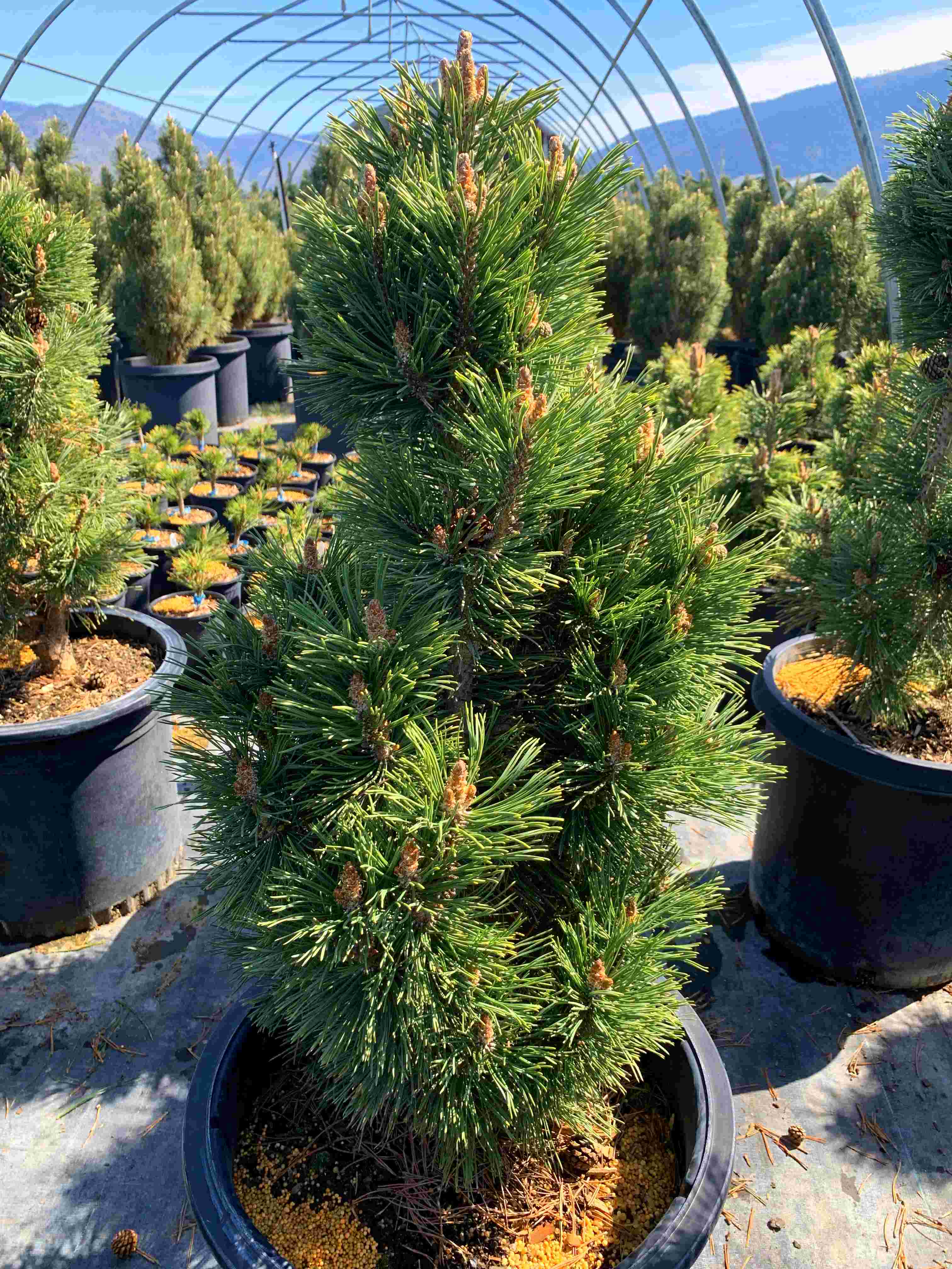 Pine - Columnar Mugo