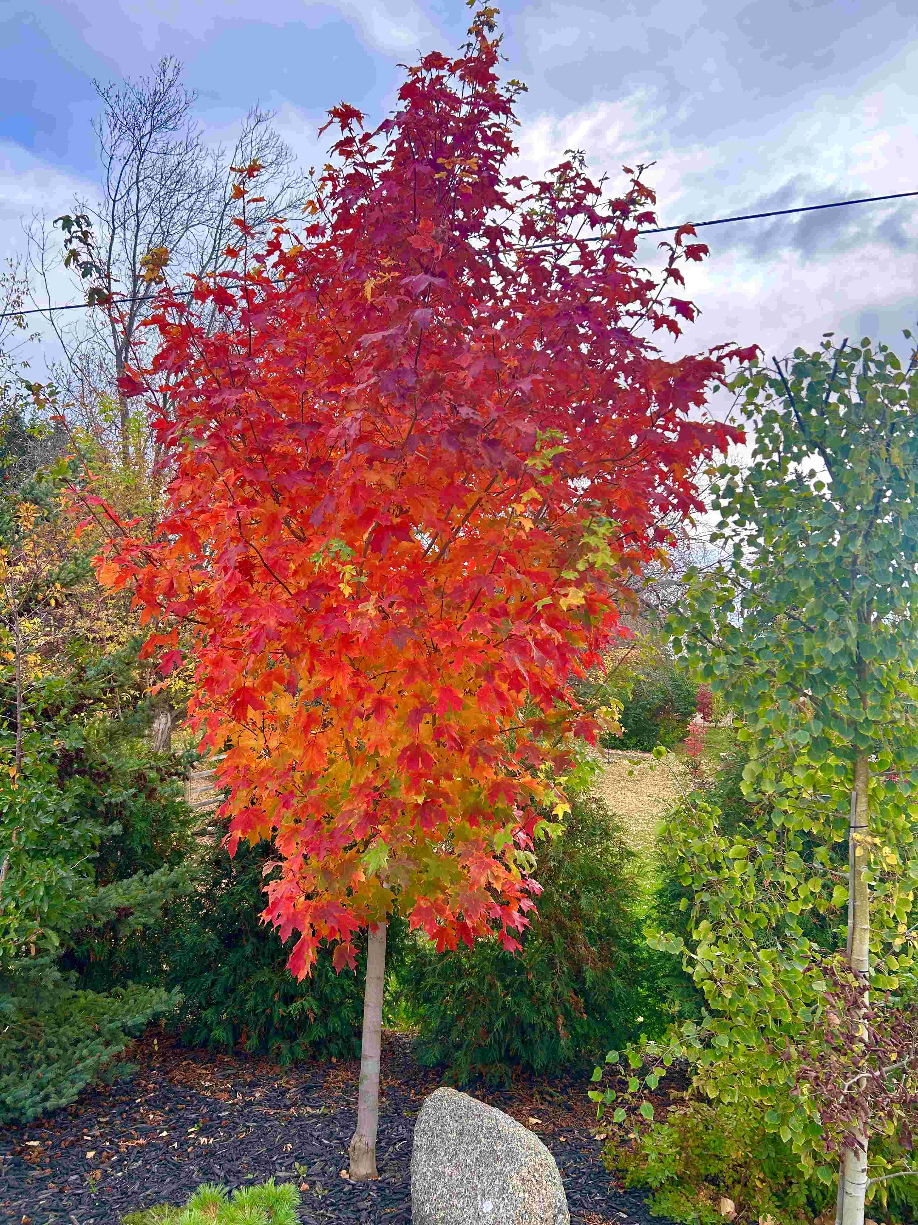 Maple - Inferno Sugar (August Delivery)