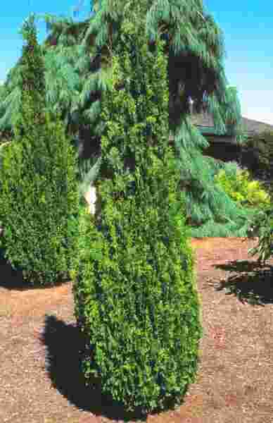 Cedar - Degroots Spire