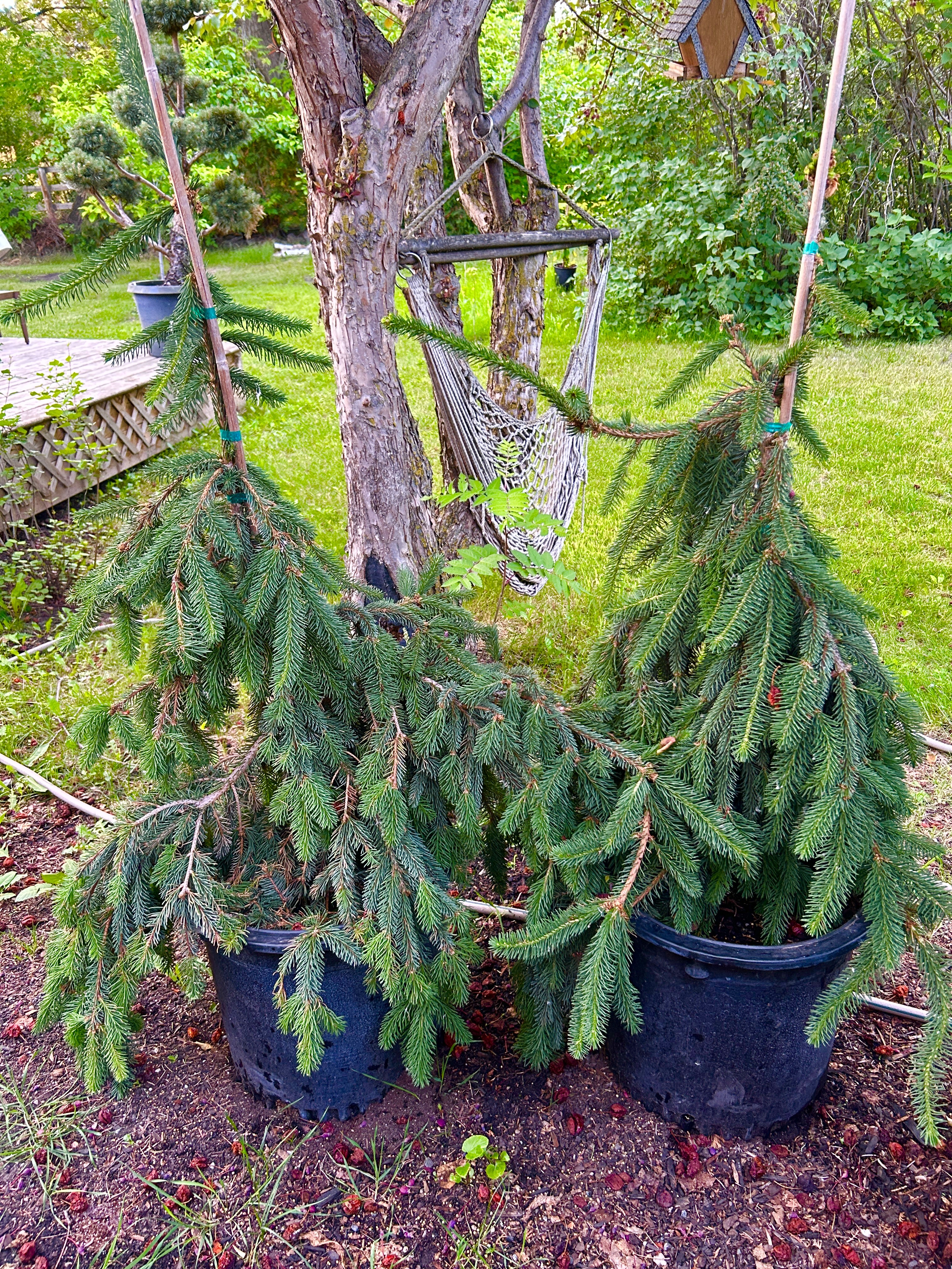 Spruce - Weeping Norway