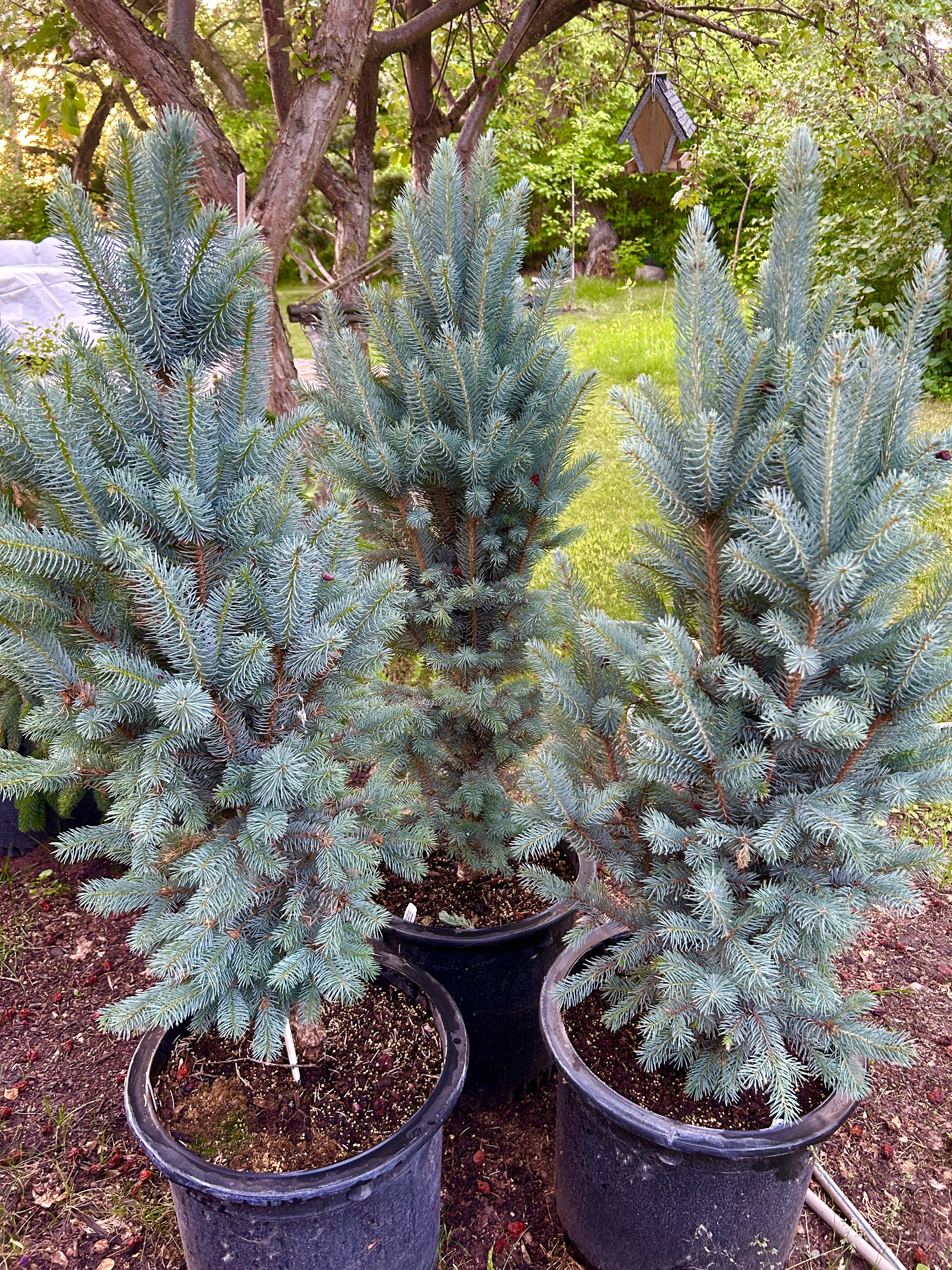 Spruce - Columnar Blue
