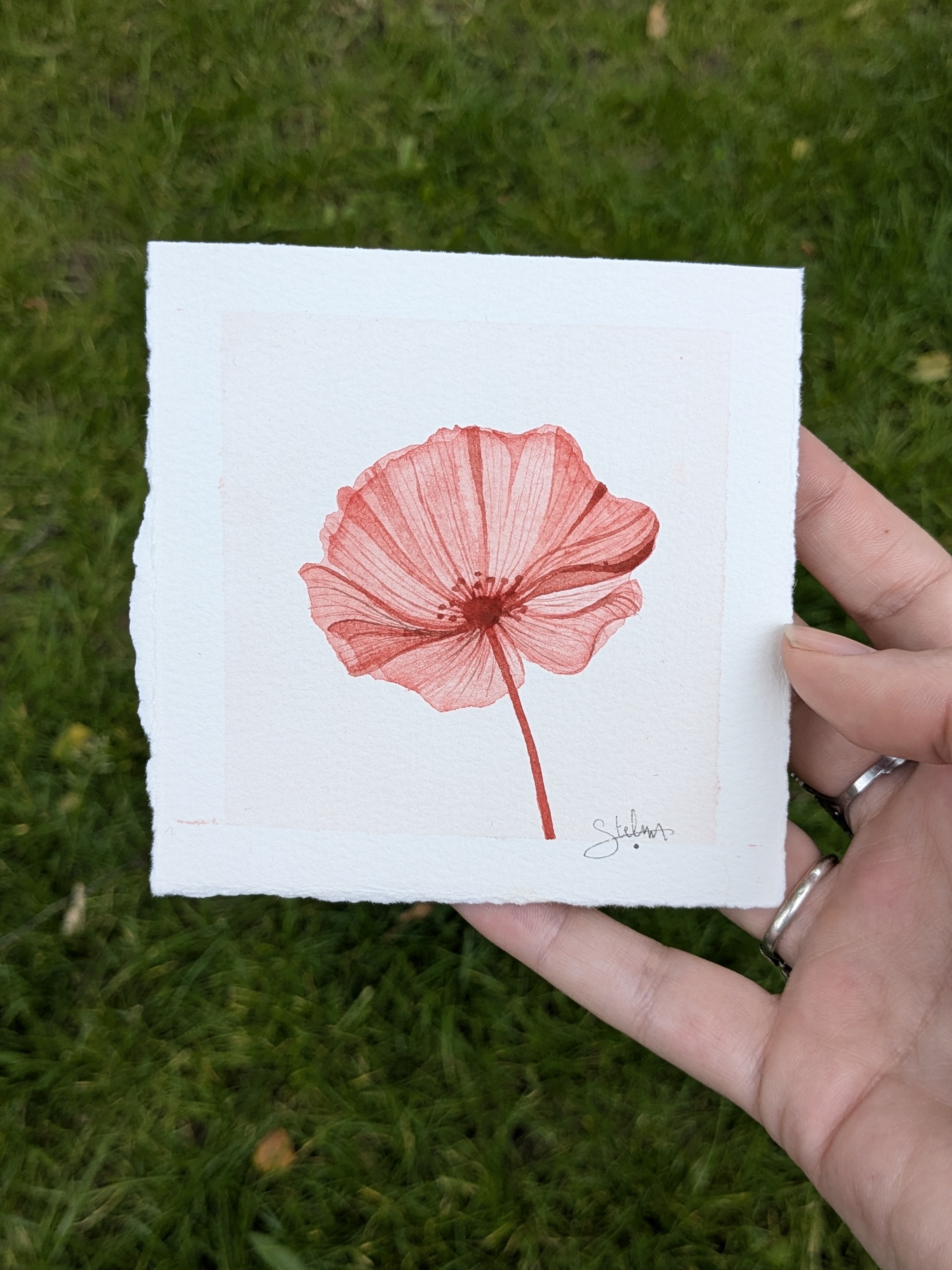 Série "doux coquelicot"