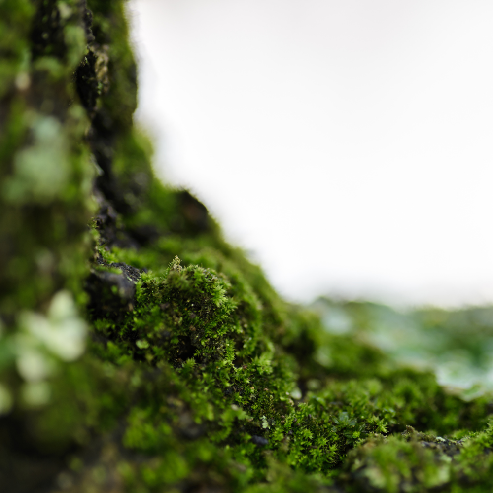 Aromatic Green (아로마틱 그린)