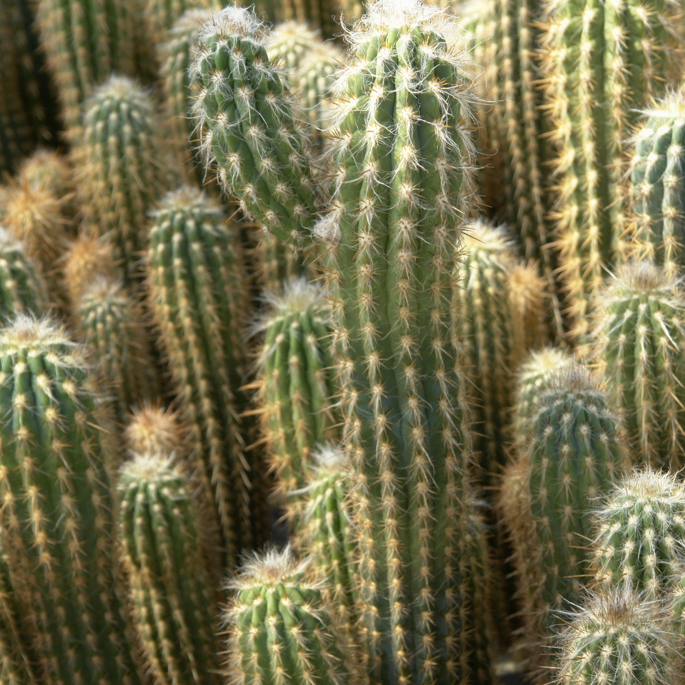 Cactus Garden (칵투스 가든)