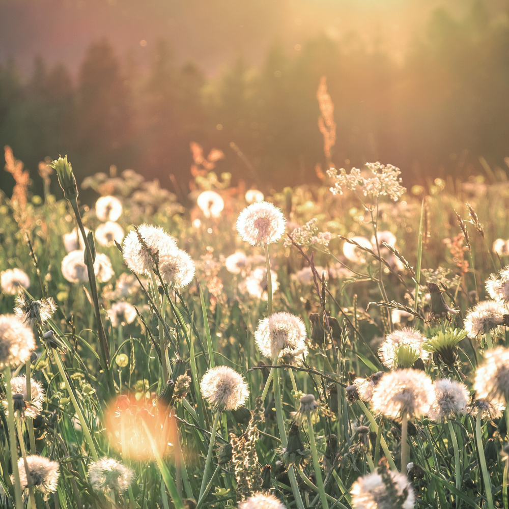 Carrot Blossom & Fennel (캐롯 블로썸 & 펜넬)