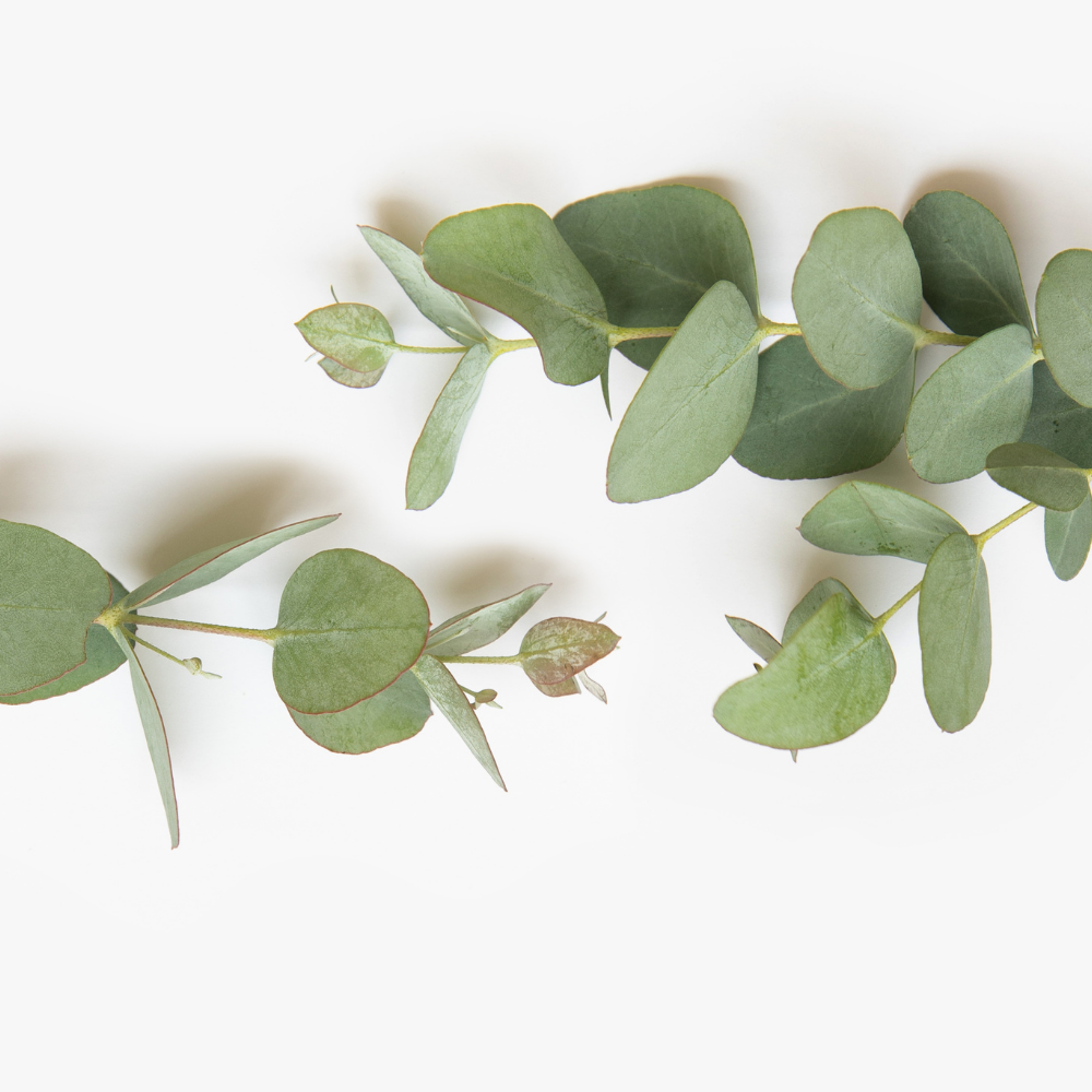 Eucalyptus (유칼립투스)