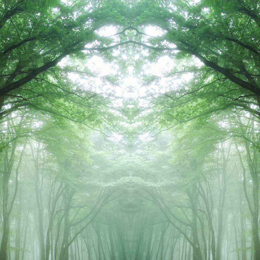 Frankincense (프랑킨센스)