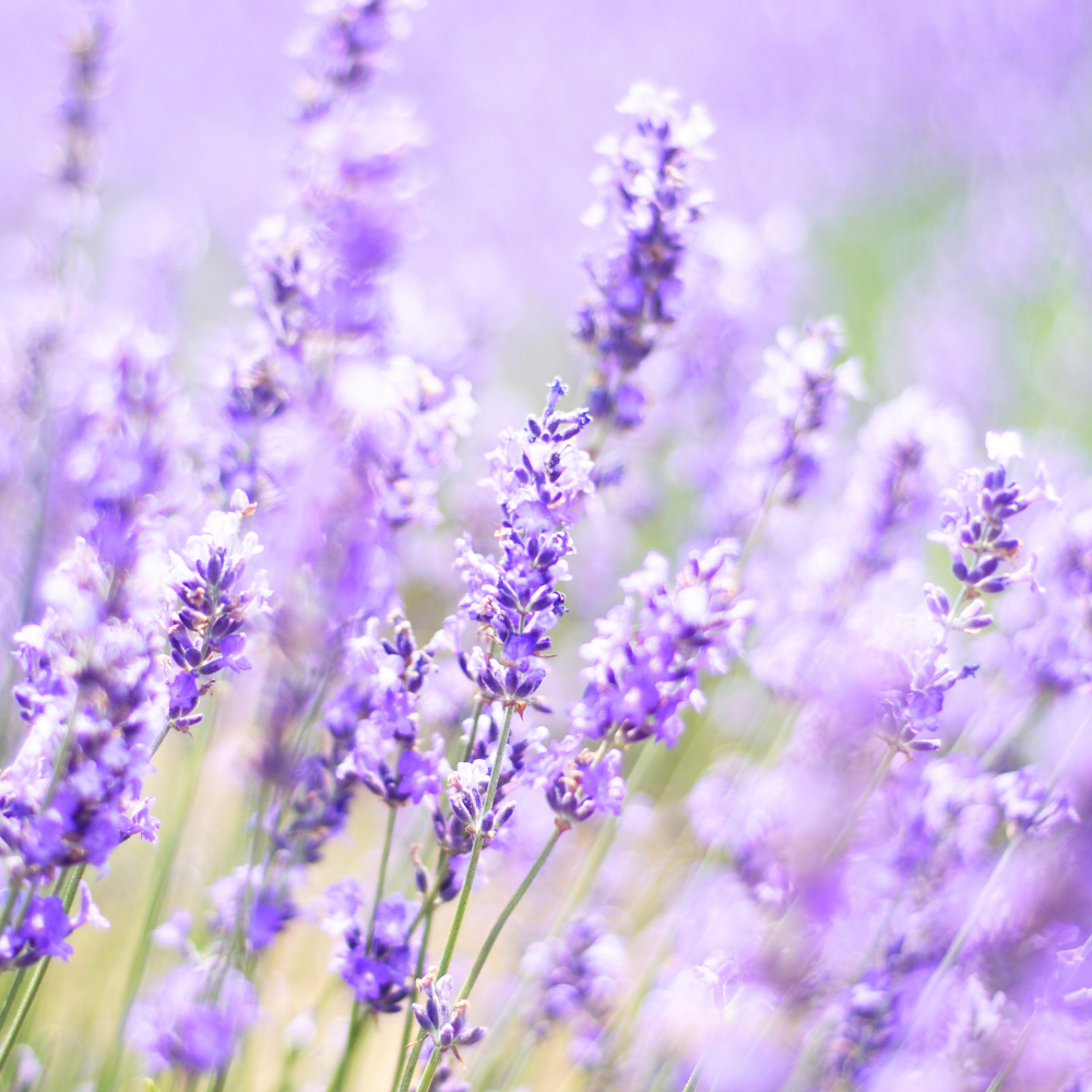 French Lavender (프렌치 라벤더)