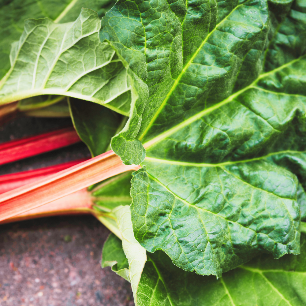 Rhubarb & Betterave (루바브 & 베트라브)