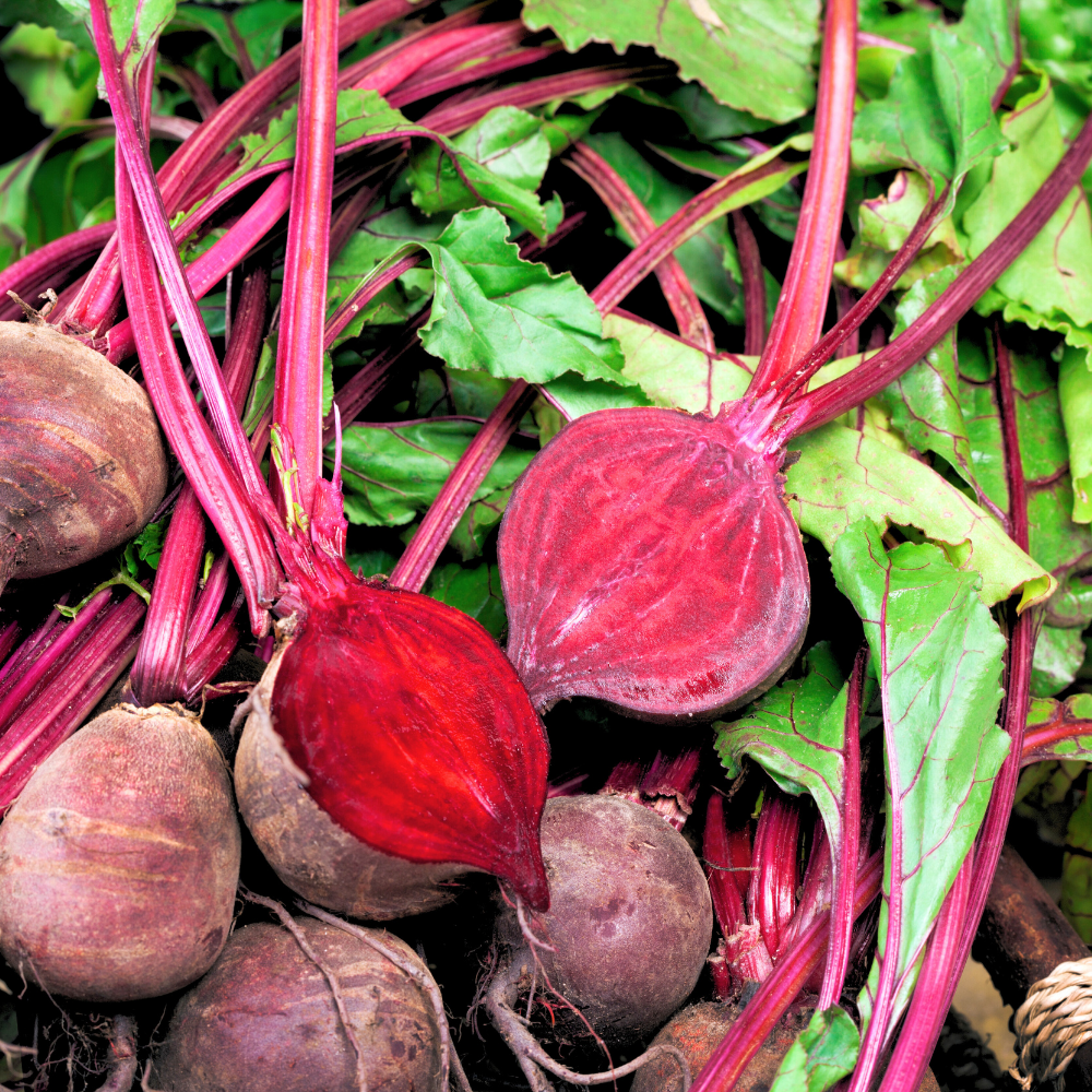 Beetroot (비트루트)