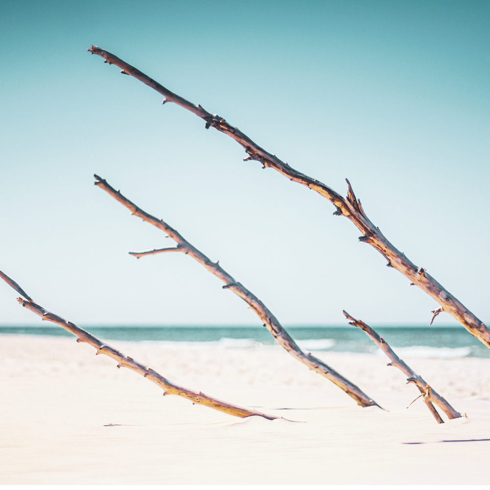 Wood Sage & Sea Salt (우드 세이지 & 씨솔트)