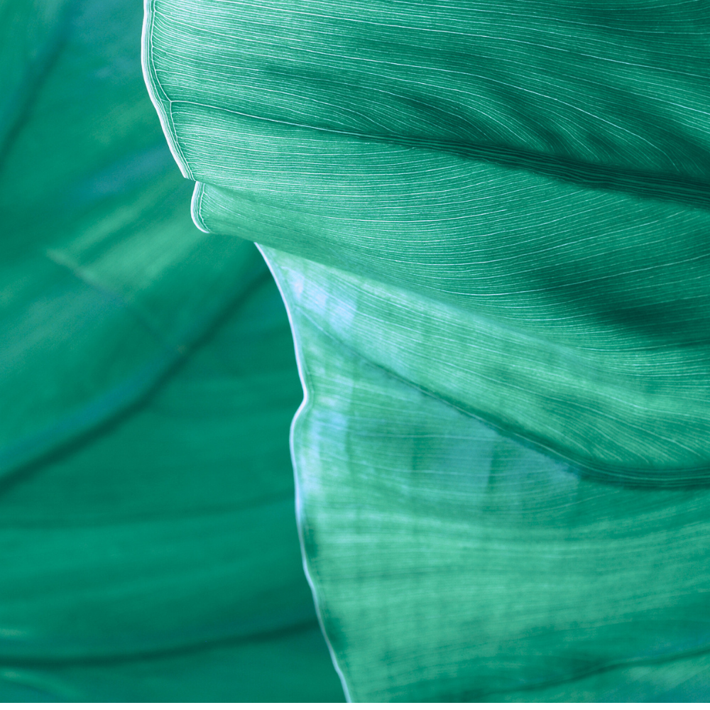 Un Jardin Sur Le Nil (운 자르뎅 수르닐)