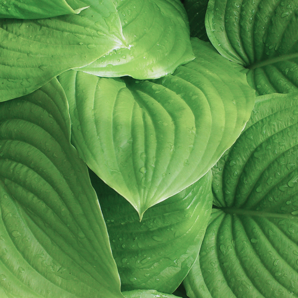 Wild Hosta & Willow (와일드 호스타 & 윌로우)