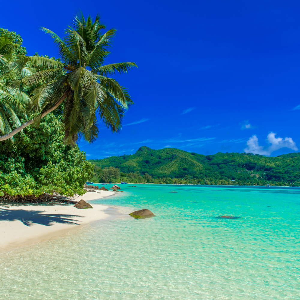 Mirto / Myrtle (미르토)