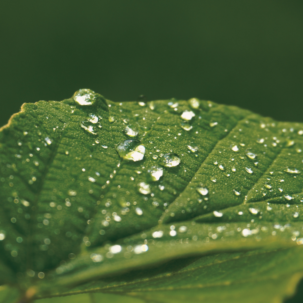 Botanical Shower (보타니컬 샤워)