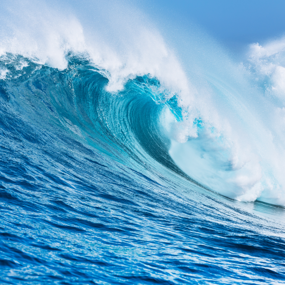 Fresh Chypre (프레쉬 시프레)