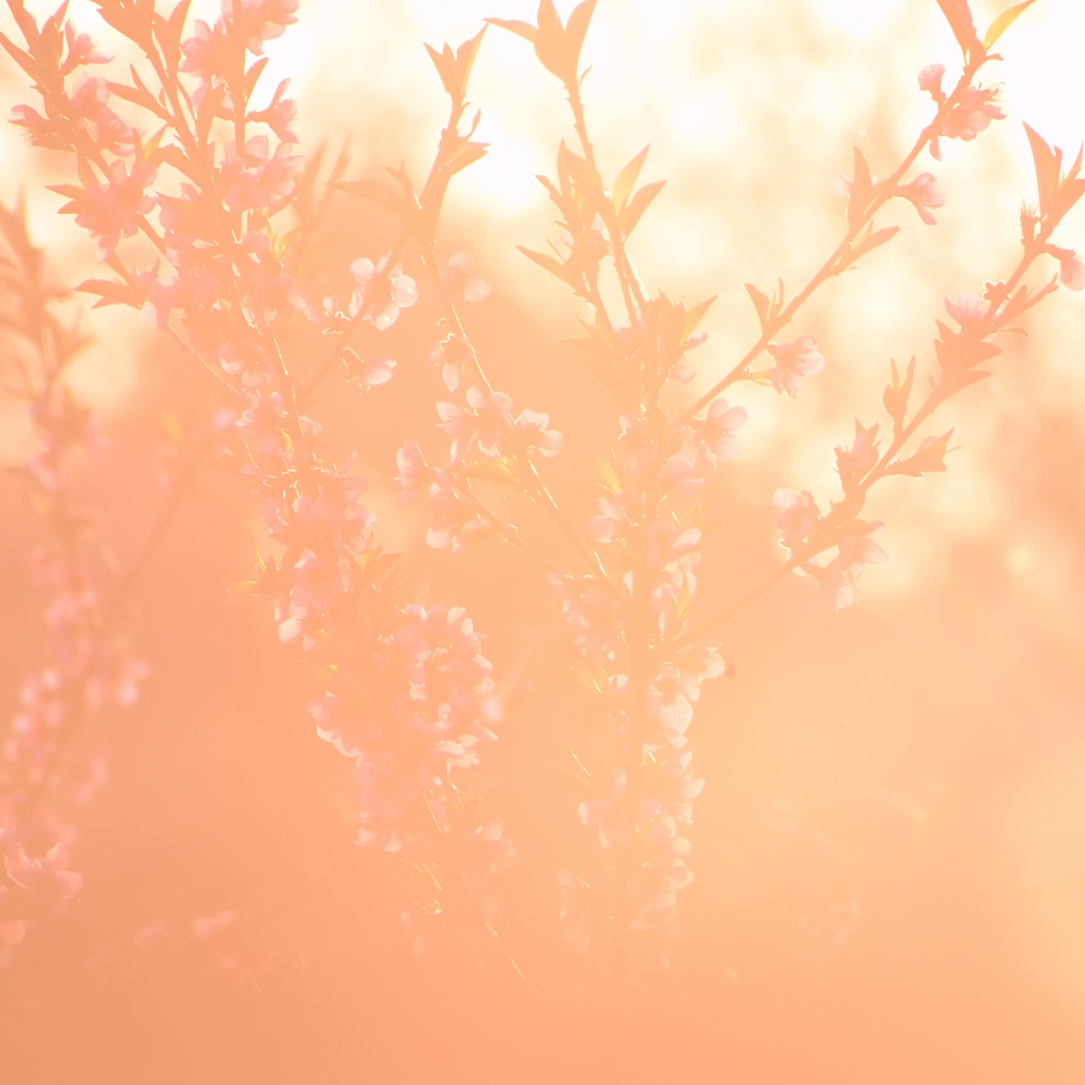 The Noir 29 (떼누아 29)