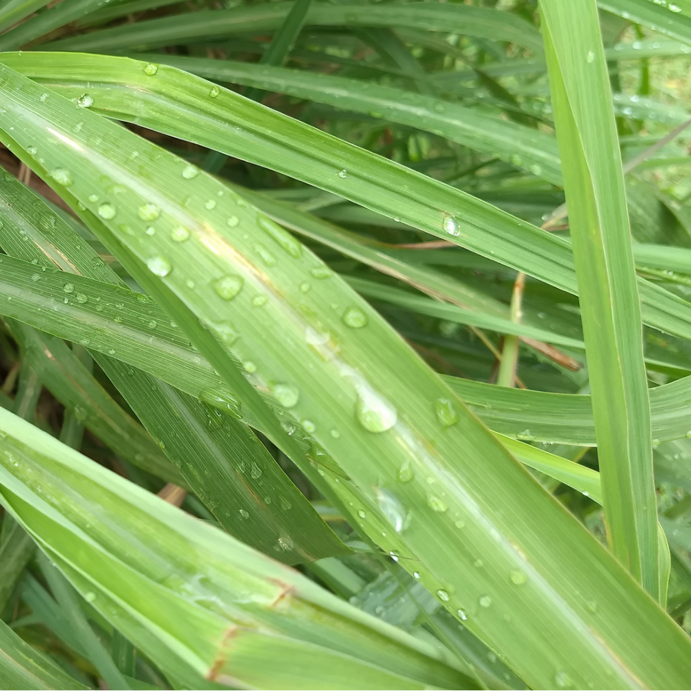 Citronella (시트로넬라)