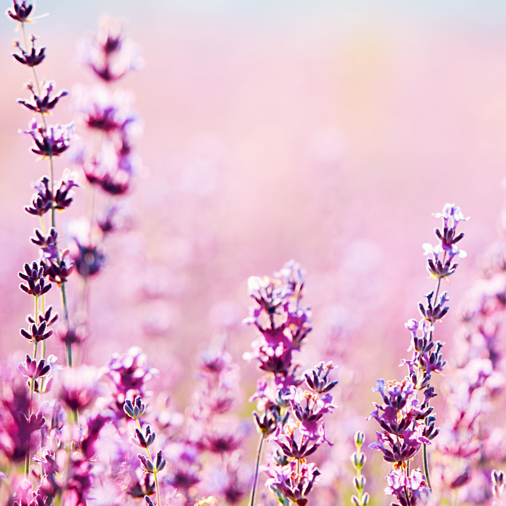 Amber & Lavender (앰버 & 라벤더 )