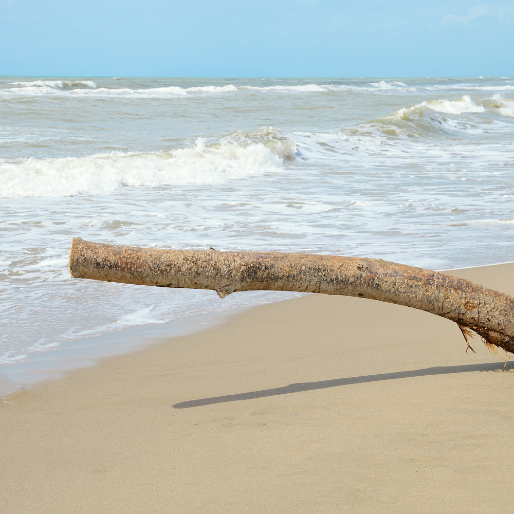 Amber Serenade (앰버 세레나데)