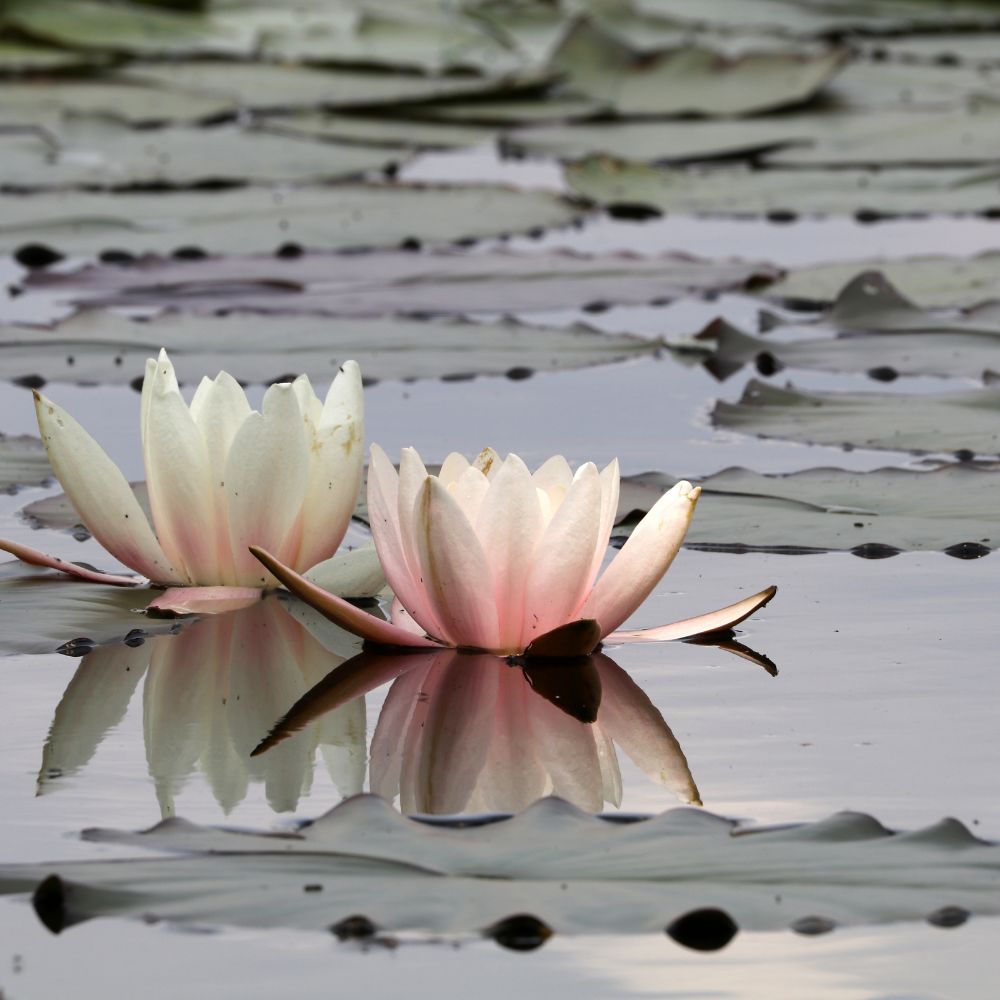 Dark Amber & Ginger Lily (다크 앰버 & 진저 릴리)