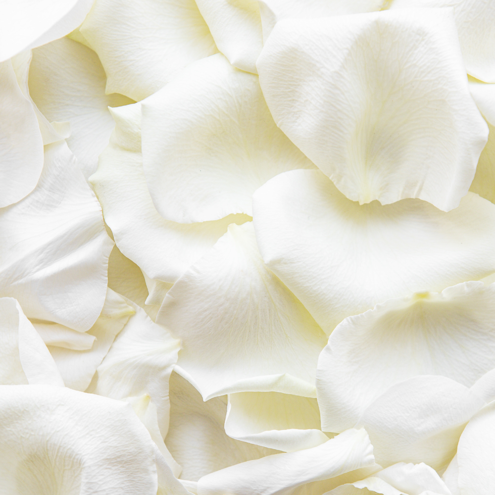 Mojave Ghost (모하비 고스트)