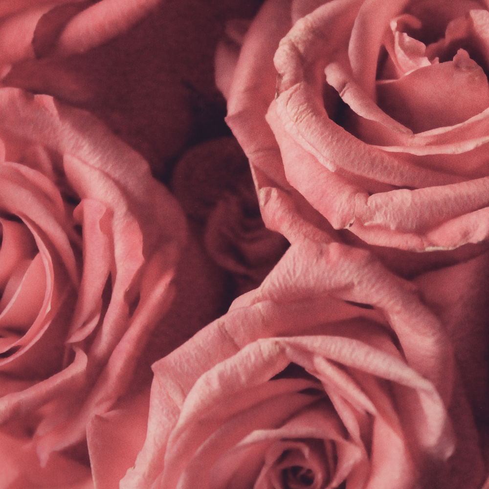 The Muse (더 뮤즈)