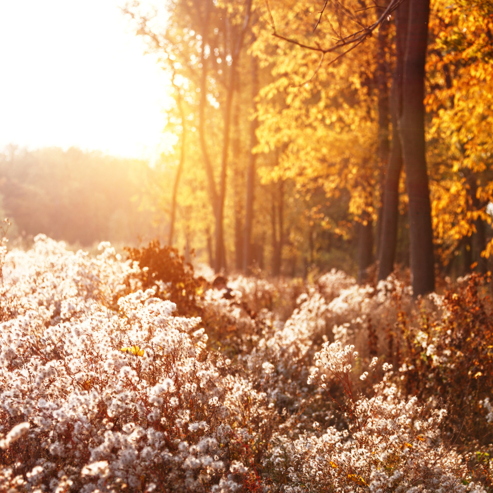 Bal d'Afrique (발다프리크)