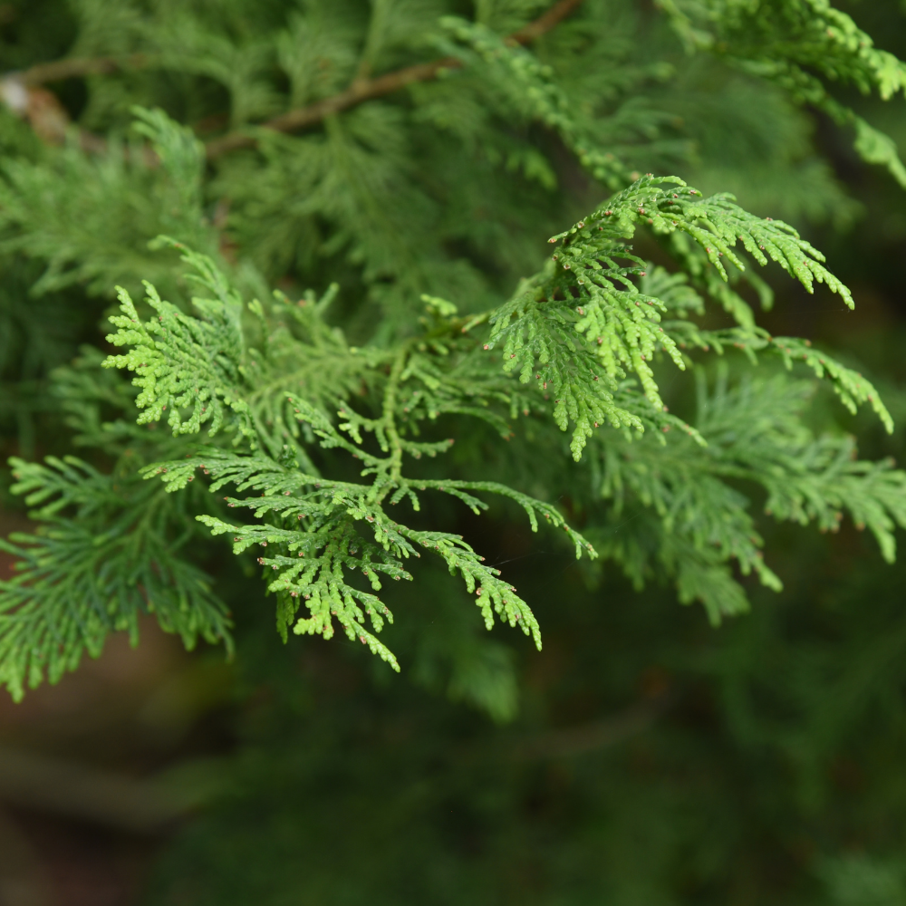 Hinoki (히노키)