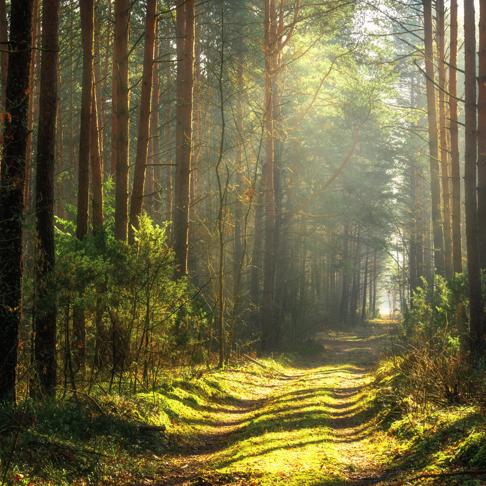 Cypress Forest (편백나무 숲)