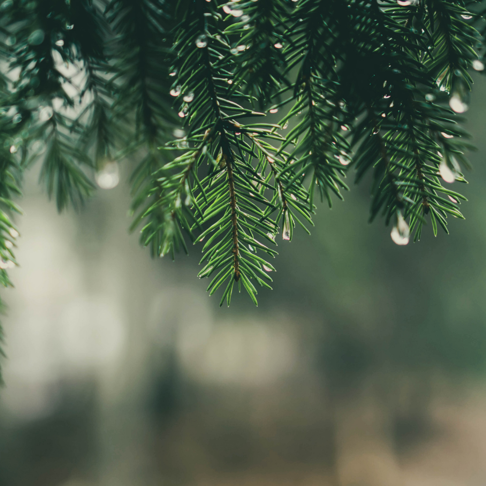 Halla Mountain (한라산의 향)