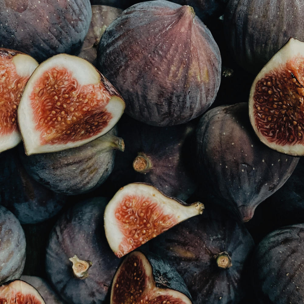 Philosykos / Fig Tree (휘기에 (무화과나무))