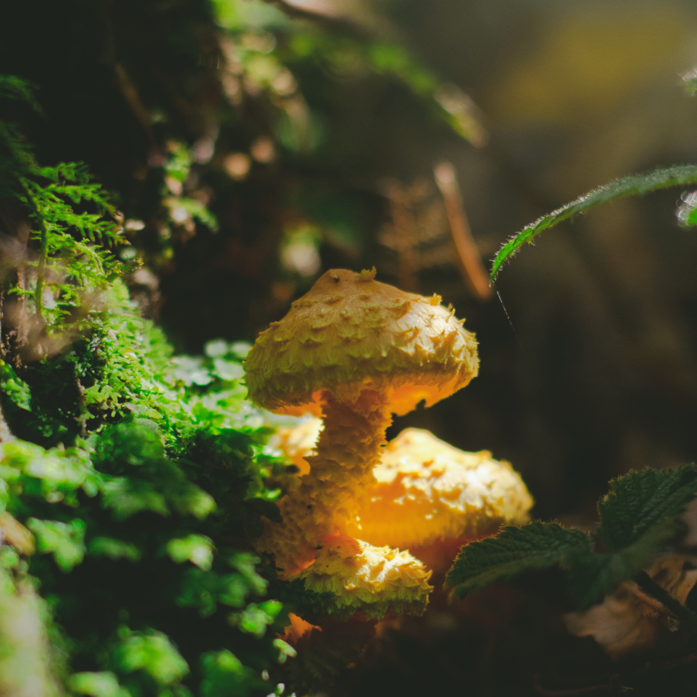 Autumn Leaves & Moss (어텀 리프 & 모스)