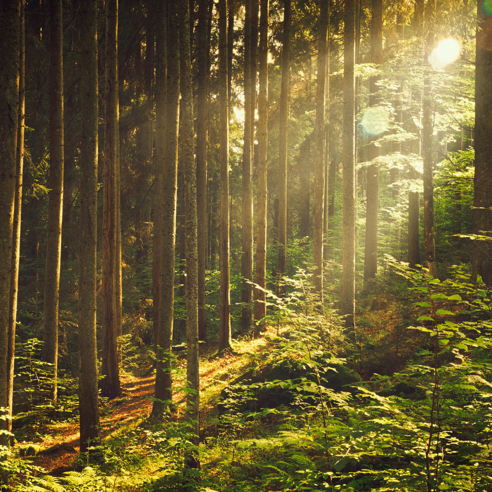 Woody Oriental (우디 오리엔탈)