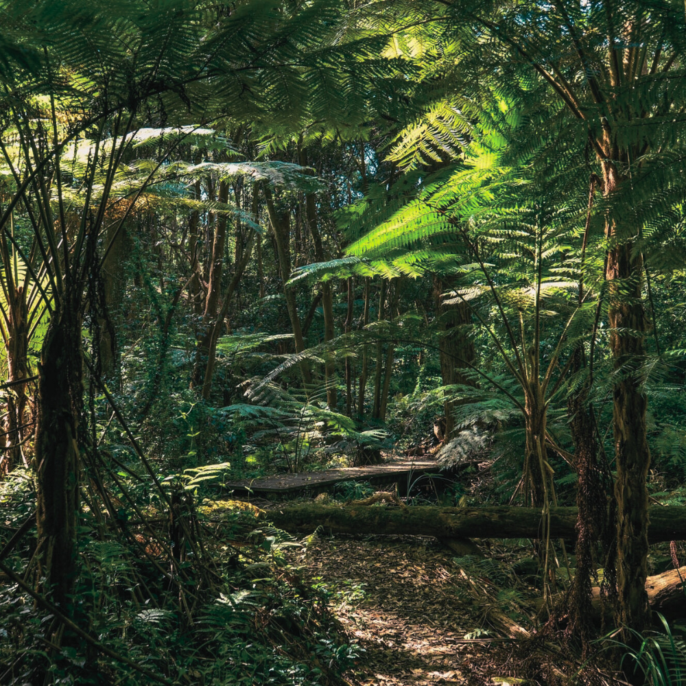 Sandalwood / Tam Dao (샌달우드 (탐다오))