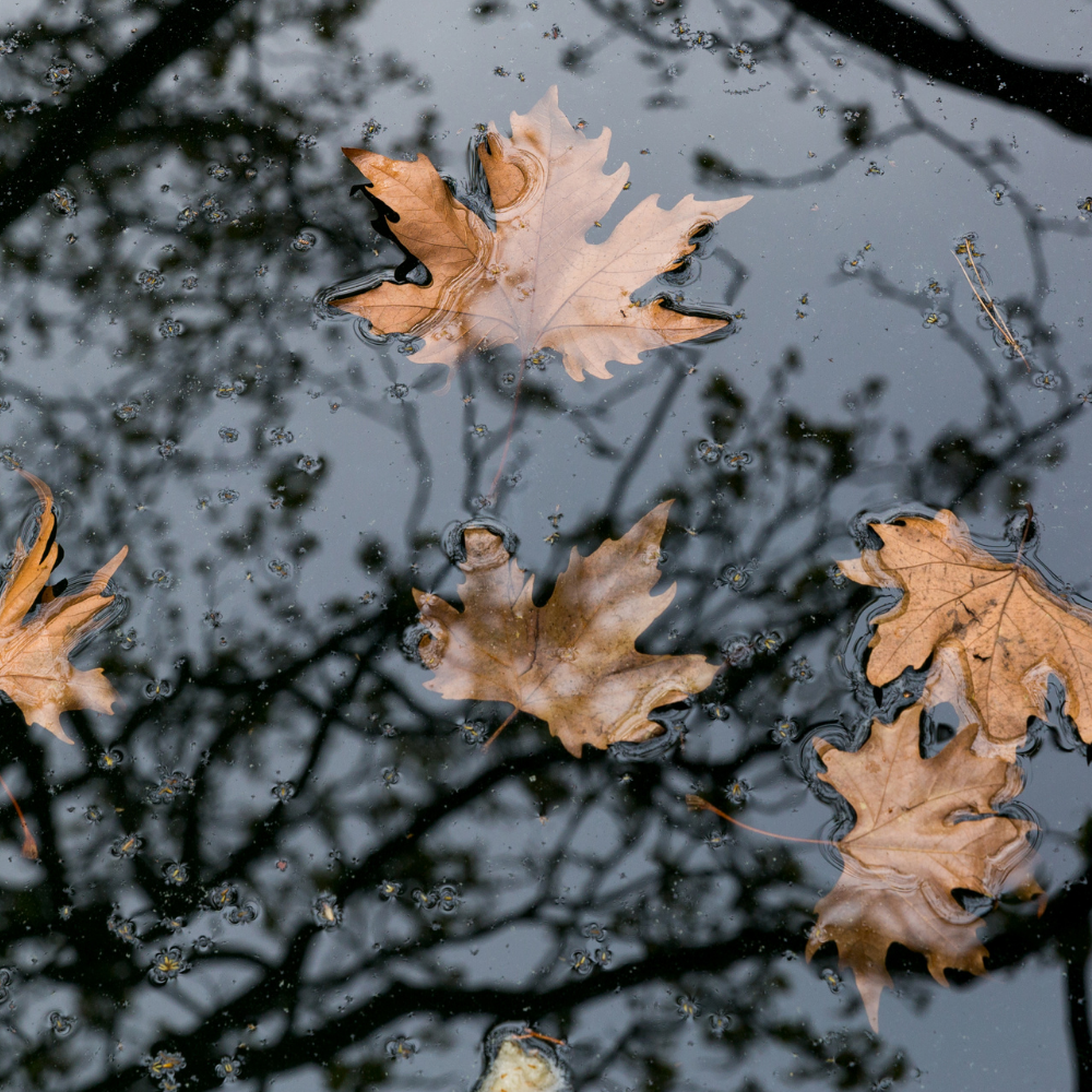 Black Cedarwood & Juniper (블랙 시더우드 & 쥬니퍼)